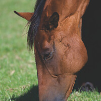 Buy canvas prints of A close up of a brown horse  by Will Badman