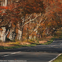 Buy canvas prints of Autumn Road by Will Badman