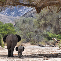 Buy canvas prints of Desert elephant and calf. Hoanib River, Namibia by Frances Valdes