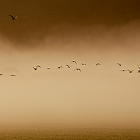 Buy canvas prints of Flock of birds flying in fog at sunset  by Frances Valdes