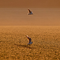 Buy canvas prints of Birds hovering over field at sunset by Frances Valdes