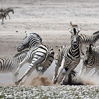 Buy canvas prints of Fleeing Zebras by Frances Valdes