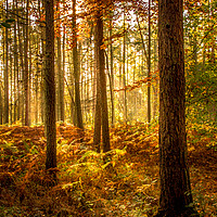 Buy canvas prints of Autumn Woodland by David Belcher