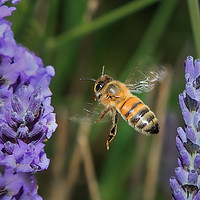 Buy canvas prints of Bee flying in lavender by David Belcher