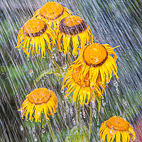 Buy canvas prints of Flowers in the rain by David Belcher