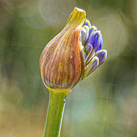 Buy canvas prints of Agapanthus in bud by David Belcher