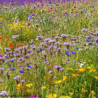 Buy canvas prints of Wild flower meadow by David Belcher