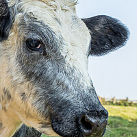 Buy canvas prints of Head of a cow by David Belcher