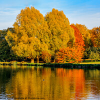 Buy canvas prints of Autumn reflections by David Belcher