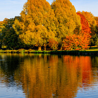 Buy canvas prints of Autumn reflections by David Belcher