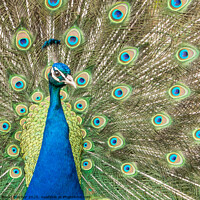 Buy canvas prints of Peacock by David Belcher