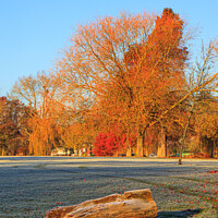 Buy canvas prints of Autumn colour on a frosty morning by David Belcher