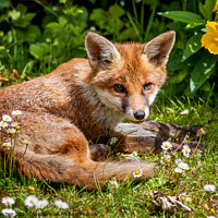 Buy canvas prints of A fox cub relaxing in a garden by David Belcher