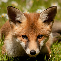 Buy canvas prints of Fox cub by David Belcher