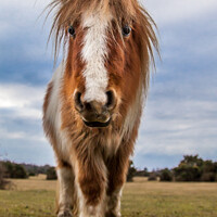 Buy canvas prints of New Forest pony by David Belcher