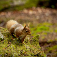 Buy canvas prints of Red Squirrel by David Belcher