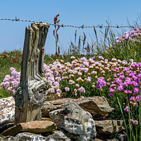 Buy canvas prints of Pink Thrift  by David Belcher