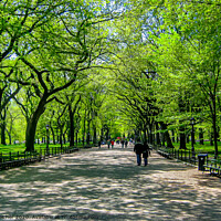 Buy canvas prints of Spring in Central Park by David Belcher