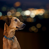 Buy canvas prints of Dog by night by Judith Flacke