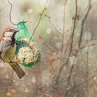 Buy canvas prints of Snow sparrow. by Judith Flacke