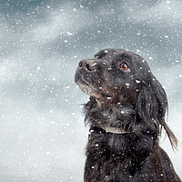 Buy canvas prints of Snow dog. by Judith Flacke
