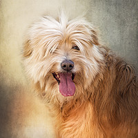 Buy canvas prints of Rescue dog portrait. by Judith Flacke
