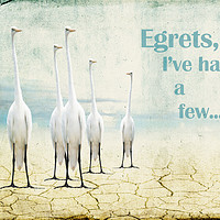Buy canvas prints of Egrets by Judith Flacke