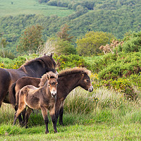 Buy canvas prints of Exmoor ponies, family group by Judith Flacke