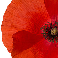 Buy canvas prints of Red poppy by Judith Flacke