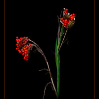 Buy canvas prints of Iris foetidissima seeds by Judith Flacke