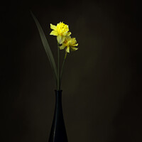 Buy canvas prints of Double daffodils in a vase by Judith Flacke