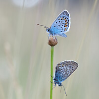 Buy canvas prints of Silver-studded Blue Butterflies - Plebejus argus,  by Judith Flacke