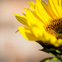 Buy canvas prints of Sunflower  by Dundee Photography