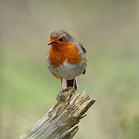 Buy canvas prints of The Resting Robin by Karl Lawrence