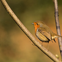 Buy canvas prints of Morning Mr Robin by Karl Lawrence