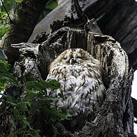 Buy canvas prints of Our Local Tawny Owl by Karl Lawrence