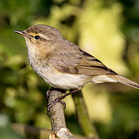 Buy canvas prints of Close Chiffchaff by Karl Lawrence