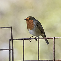 Buy canvas prints of Robin by Karl Lawrence