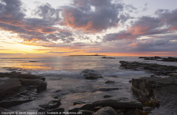 Amble links sunrise Northumberland Picture Board by david siggens