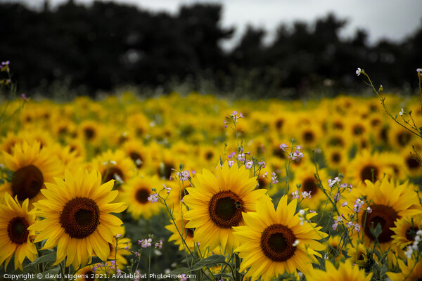 sunflower field richmond Picture Board by david siggens