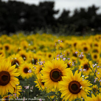 Buy canvas prints of sunflower field richmond by david siggens