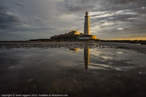 St Marys lighthouse first light Picture Board by david siggens