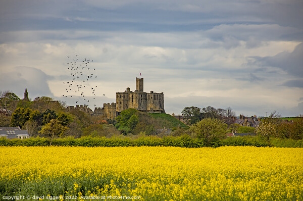 Rapeseed walkworth Castle northumberland Picture Board by david siggens