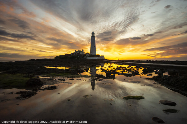 St Marys lighthouse sunrise 23rd may Picture Board by david siggens