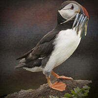 Buy canvas prints of puffin with sand eeels by david siggens