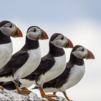 Buy canvas prints of 4 Puffins by david siggens