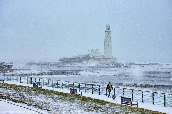 Whitley Bay lighthouse winter postcard Picture Board by david siggens