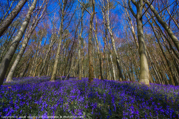 Bluebells of Bothal  Picture Board by david siggens