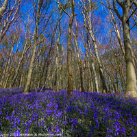 Buy canvas prints of Bluebells of Bothal  by david siggens