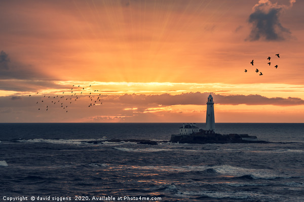 St Marys Lighthouse sunrise Picture Board by david siggens